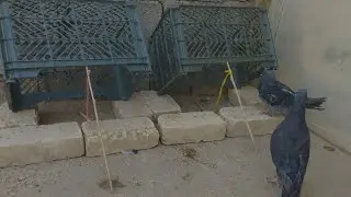The first creative pigeon trap using 2 baskets and a stick - a great bird trap