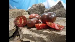Семена томата сорта Dirty Curty продаются на сайте Bounty Hunter Seeds.com.