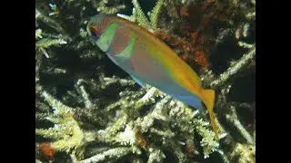 Double-barred Rabbitfishes of Siete Picados