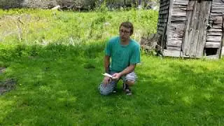 Zone Five Cold Climate Permaculture: Jerusalem Artichokes - Low Maintenance Free Food For Life!