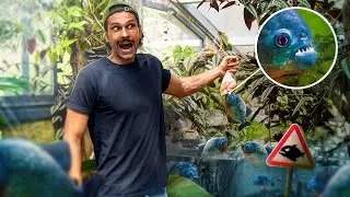 NOURISSAGE DE MES PIRANHAS ( DANS MON LAGON PRIVÉ )