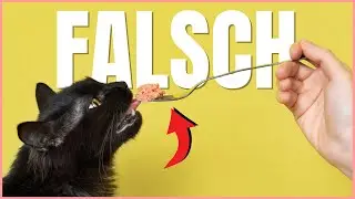 Hast DU deine Katze immer FALSCH gefüttert? 😱