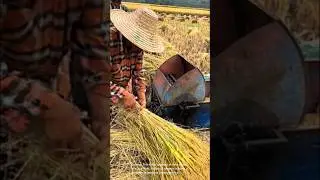 Traditional rice harvesting and processing methods