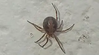 False Widow Spider 🕷️ On The Wall 🧱 | False Widow Spider | Wall 🧱