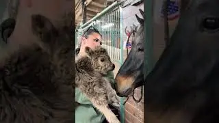 Throwback! Ethel the horse was so curious when she saw the baby mini cow for the first time