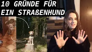 10 GRÜNDE EINEN HUND AUS DEM TIERHEIM / AUSLAND ZU HOLEN!