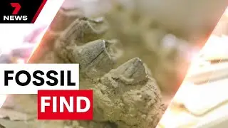 New dinosaur bones unearthed in Queensland outback expedition | 7 News Australia