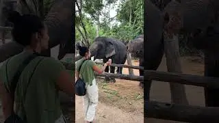 🌳 Peaceful Escape: Cambodia&rsquo;s Forest Sanctuary & Sustainable Tourism