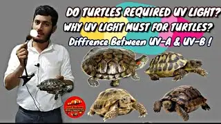 Why UVB light important for Turtles ? UVB Light 6 months update - #Turtles # Tortoise