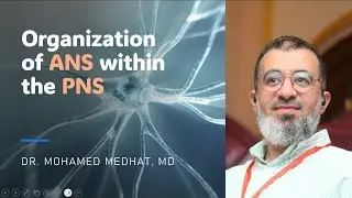 Organization of Autonomic NS in PNS