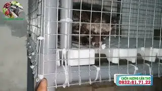 Làm chuồng nuôi bằng ống nhựa, sàn nhựa, rẻ, bền | Kỹ thuật nuôi chồn hương | Chồn hương Cần Thơ  