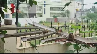 🦜கிளி 🐿️அணில்🐦 சிட்டு#skyfire #shortsfeet #viralvideo#tringvideo#youtubevideo #birdseating #parrots 