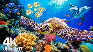 4K Ocean Dreams - Colorful Coral Fish & Jellyfish - Calming Music for Meditation and Sleep