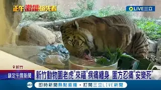 不痛了一路好走...新竹動物園老虎