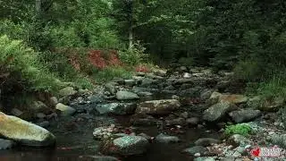 Mente Sobrecargada | M&uacute;sica Relajante para Aliviar la Angustia | Tranquilidad y Sosiego