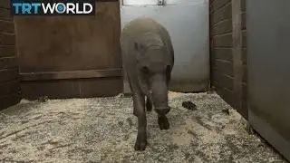 The 'Pig Deer' : Indonesian pig listed as 'vulnerable' species