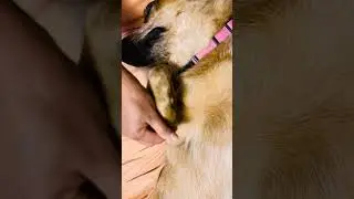 SIGNS OF A HAPPY PUPPY #dog #happy #morning #playfuldogs #sweetdog #thehighcrestprincess #paw #pet
