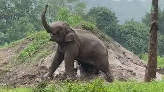 When Rain Meets Joy: Dok Rak&rsquo;s Playtime - ElephantNews