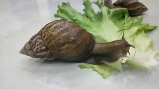 Badass snail eats lettuce and walks away magnifice