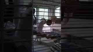My gerbil chewing his gerbil toys :)
