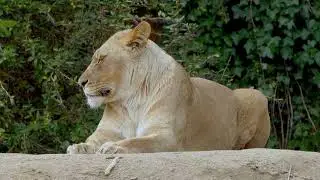 Top 10 facts about lioness |What are interesting fact about female lion?