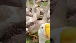 রাজহাঁস   ||  #goose