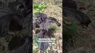 I&rsquo;m not sure if this purple nettle
