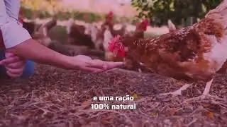 Real Free-Range Eggs