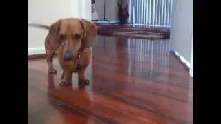 Dachshund being cute