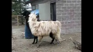 Llamas Fighting