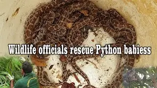 Wildlife officials rescue Python babies - Lanka Wild