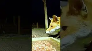 Fox vs. cat: who will be more stubborn?