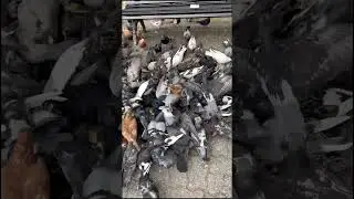 PALOMAS EN LA CIUDAD
