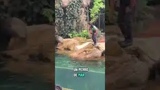 This seal understands everything 😱🦭#Shorts #Seal #CuteAnimals #SingaporeZoo #AnimalShow