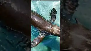 Beautiful Sea Animals | Underwater World in