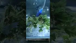 Ох как любят Крапиву.
