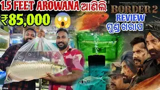 1.5 Feet ର Arowana ଆଣିଲି 🤑 Border 2 ଦେଖିକି ମୁଣ୍ଡ ଖରାପ // Paisa Barbaad 😭 Jena Babu Vlogs 