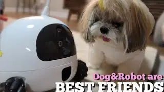 Dog becomes best friend with Robot | Rocki Robot