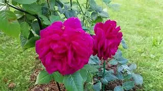 Magically red DA rose Fisherman's Friend (AUSchild).