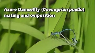 Azure damselfly (Coenagrion puella) mating and oviposition