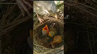 Cute Baby Birds Crying For Food (p3) #viral #trending #shorts #youtubeshorts