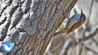 BROWN CREEPER | bird videos - BIRDWATCHING DOT CALM #birdwatchingdotcalm