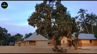 African Village Life, Mango session (Sierra Leone ) 🇸🇱 Mango Tree