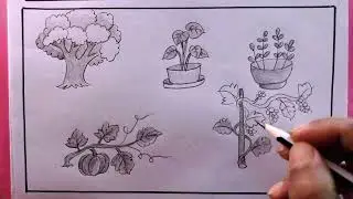 How To Draw Different Types Of Plant Step By Step