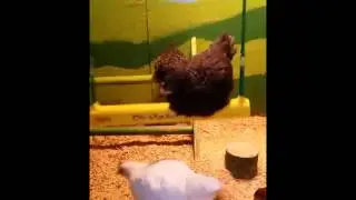 The Chicken Swing Video