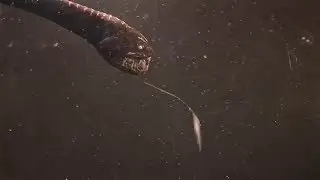 Submarine Monsters That Really Exist.