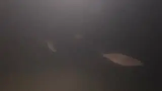 Кормление рыбы зимой 