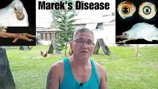 Dapat gawin o solusyon sa Marek's disease