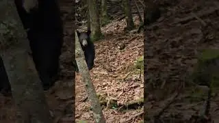 Watoga State Park black bear #nature #blackbear #yogibear