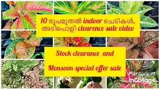 Garden stock clearance sale video part 2,plants prices starting from 10 rupees
